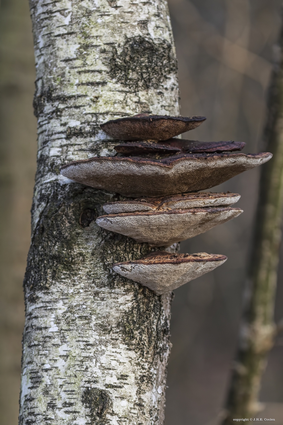 Etagewoningen - Schimmels - 