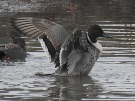 Even de vleugels strekken