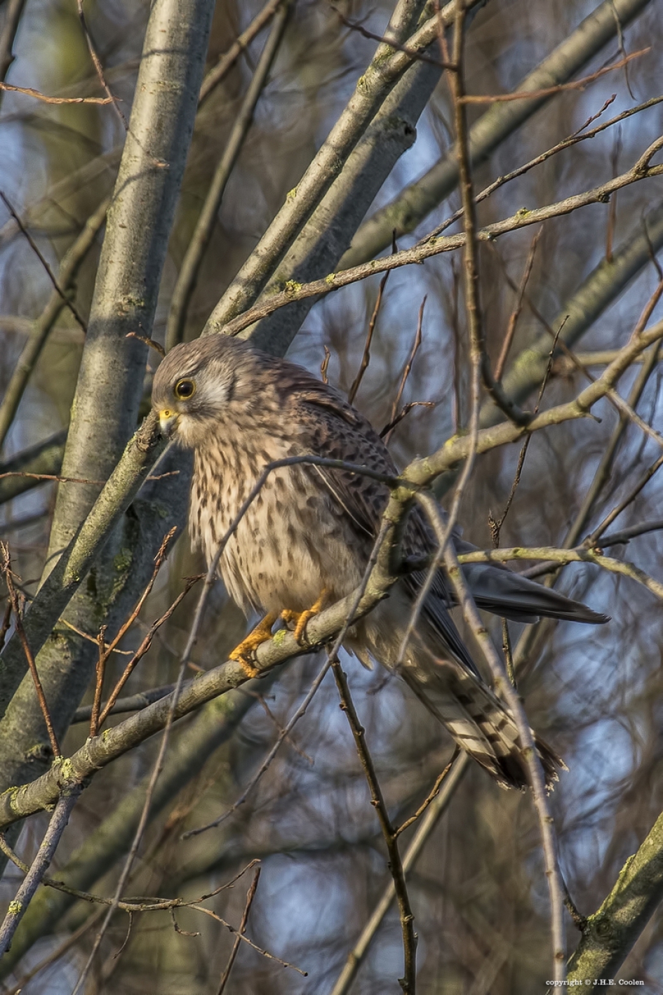 Even rust - Vogels - Torenvalk