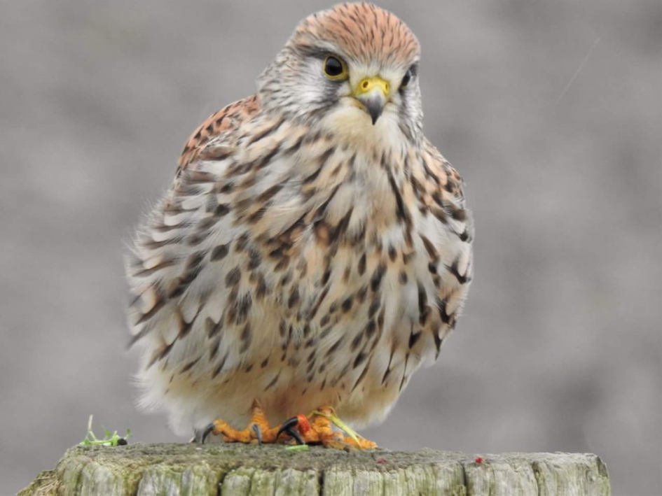 Even uitbuiken - Vogels - Torenvalk