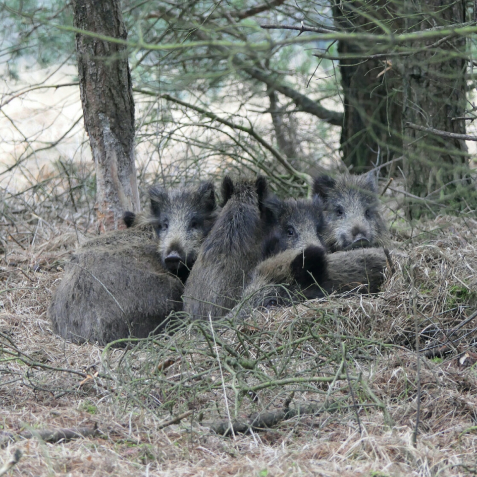Everzwijnen. - Zoogdieren - Everzwijnen
