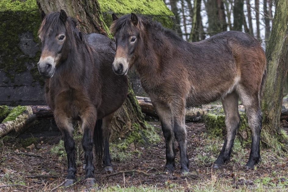 Exmoorpony's - Zoogdieren - Exmoorpony