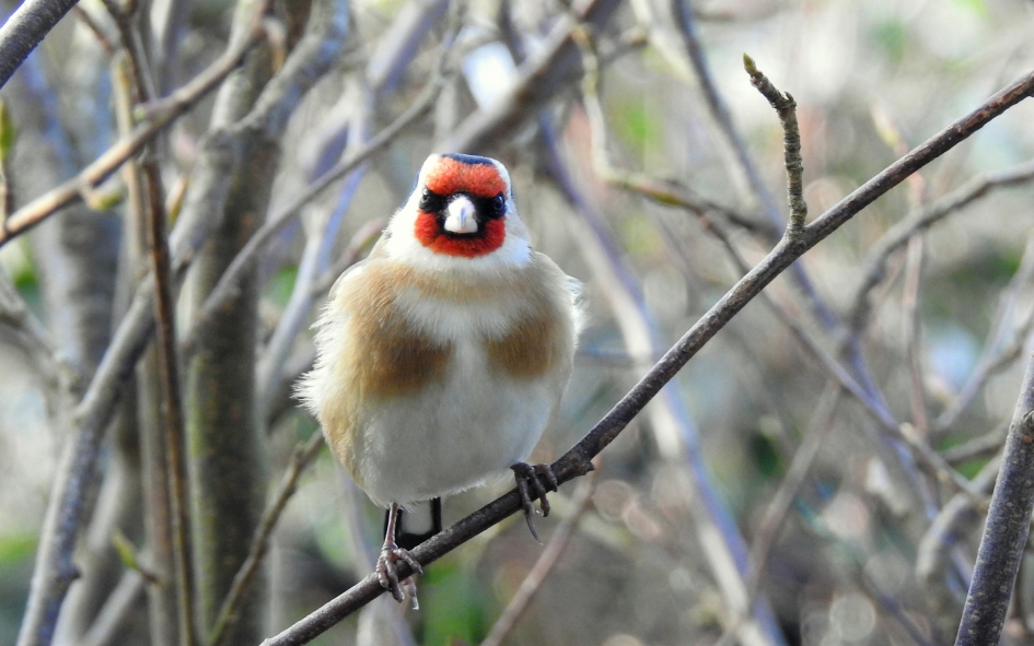Face tot face - Vogels - Putter