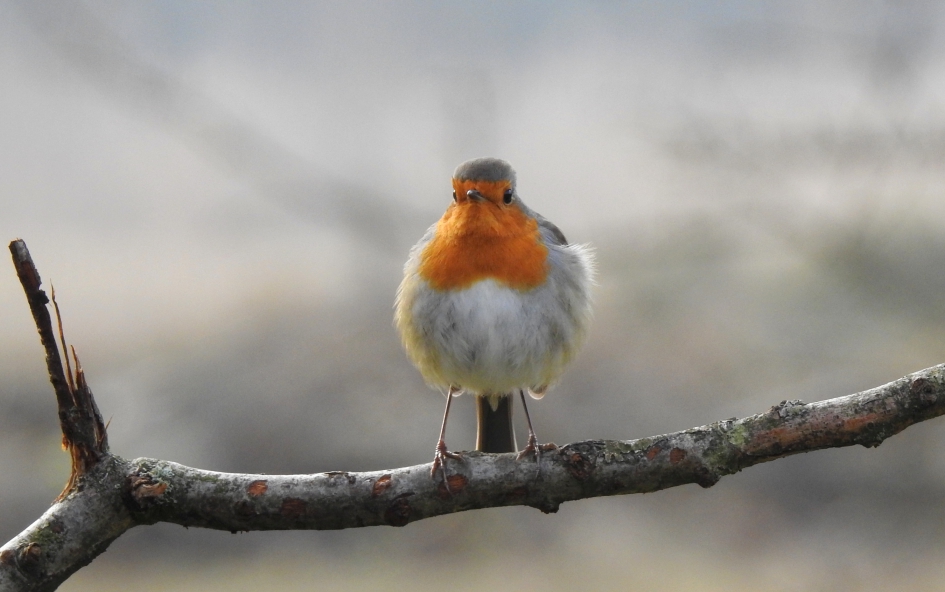 Fotomodel - Vogels - Roodborstje