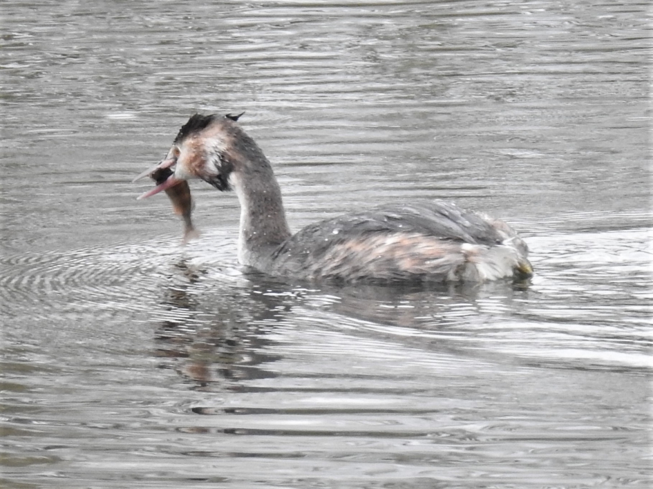 Fuut heeft een baarsje verschalkt - Vogels - Fuut
