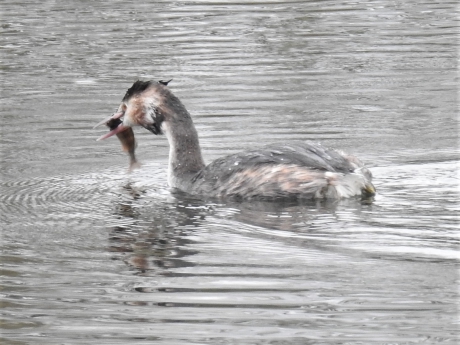 Fuut heeft een baarsje verschalkt
