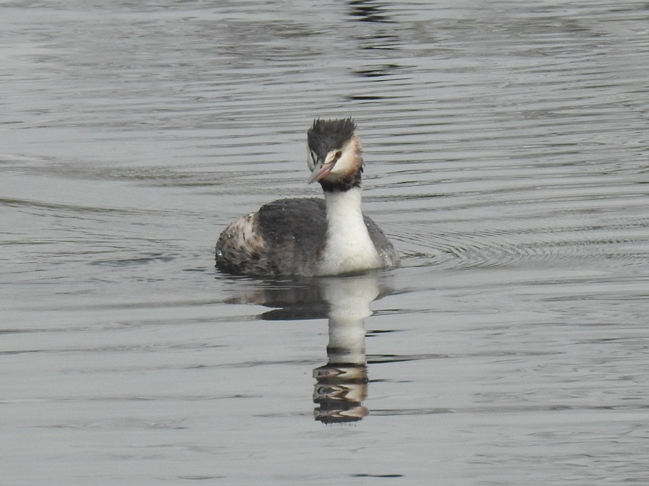 Fuut kijkt je aan - Vogels - Fuut