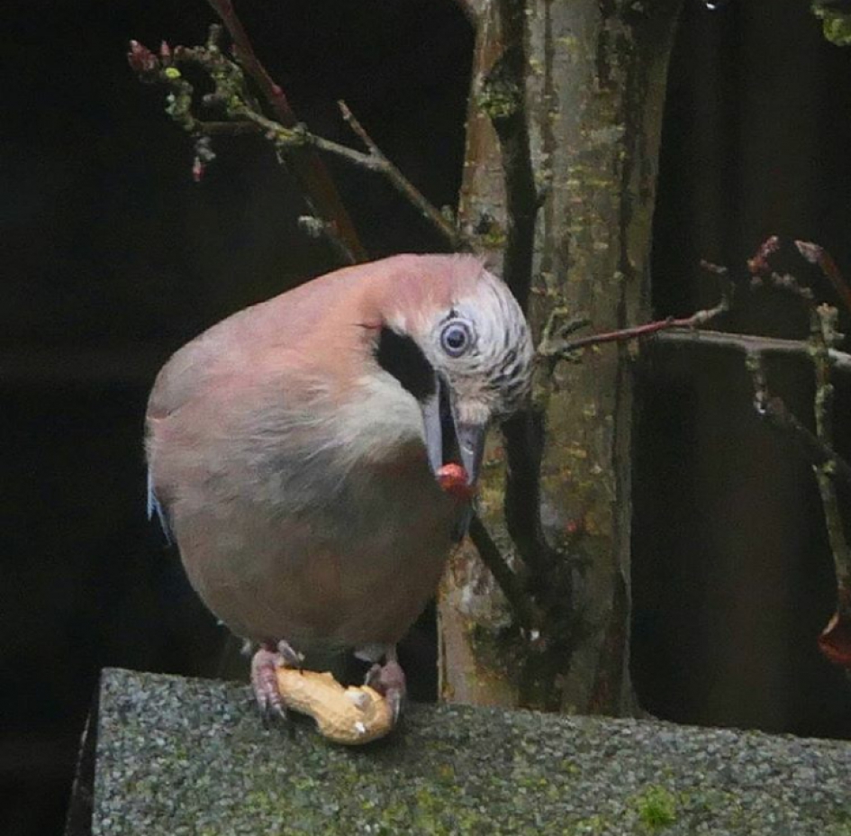 Gaai - Vogels - Gaai