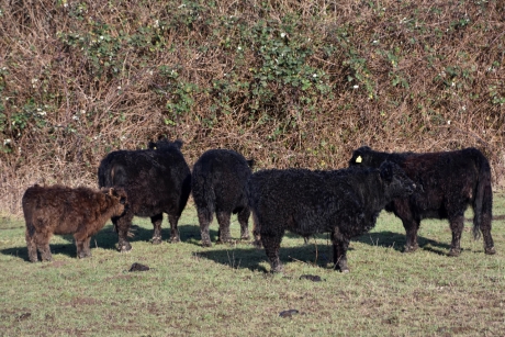 Galloways