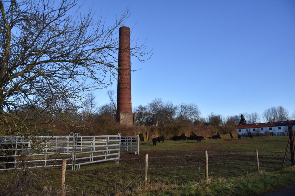 Galloways bij de Blauwe Kamer - Zoogdieren - 