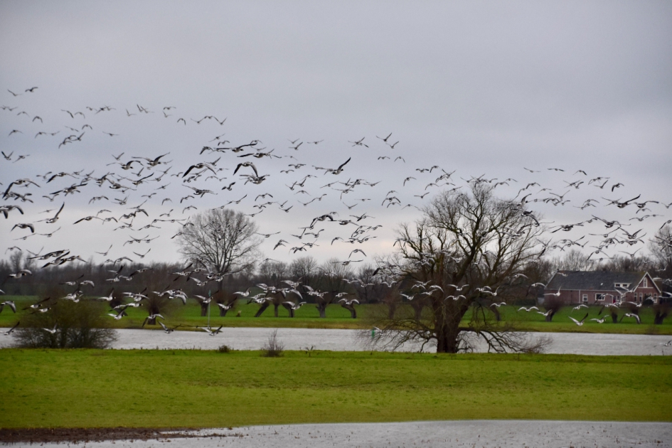 Ganzen boven de Lek - Vogels - 