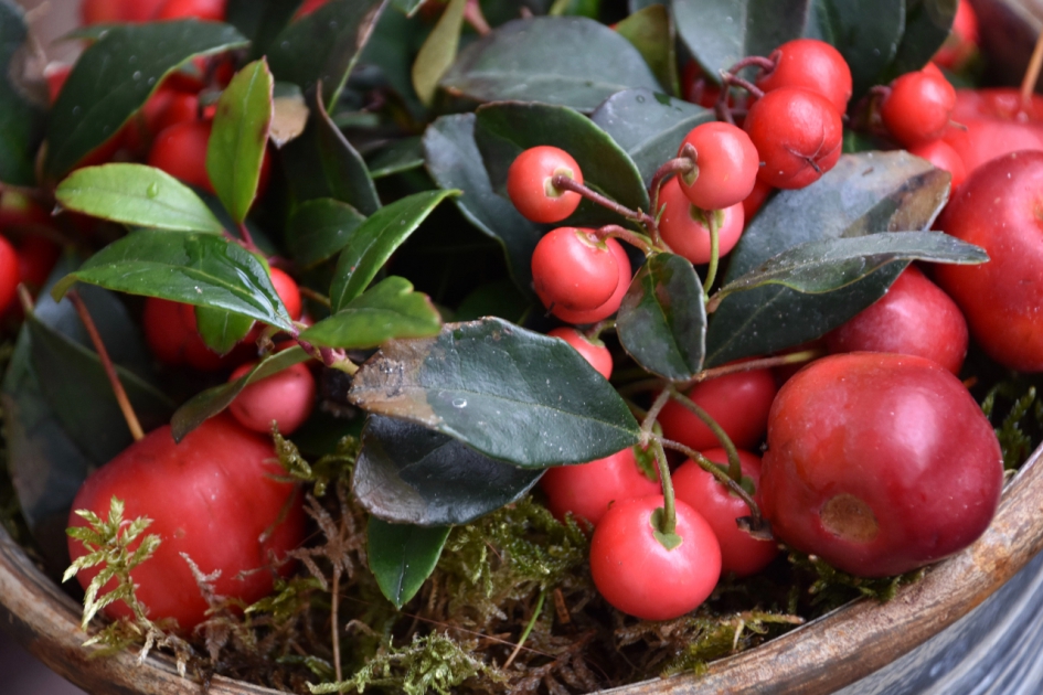 Gaultheria - Planten - 