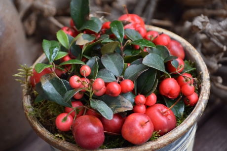 Gaultheria