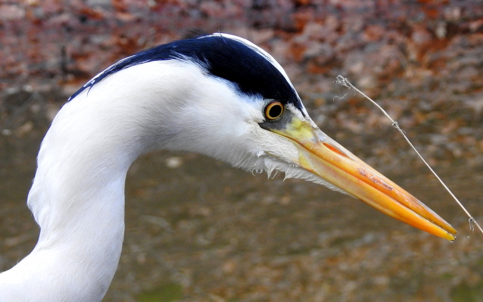 Geconcentreerde blik - Vogels - Blauwe reiger