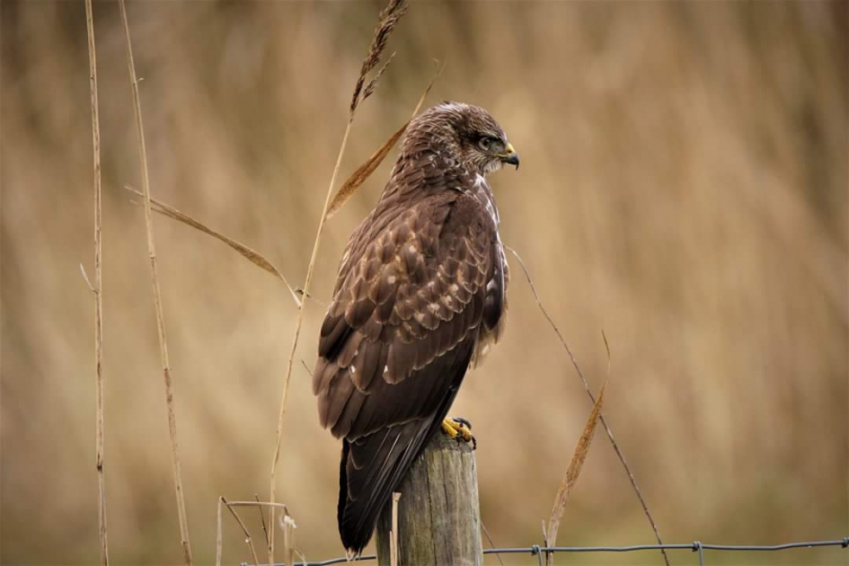 Geduld - Vogels - Buizerd