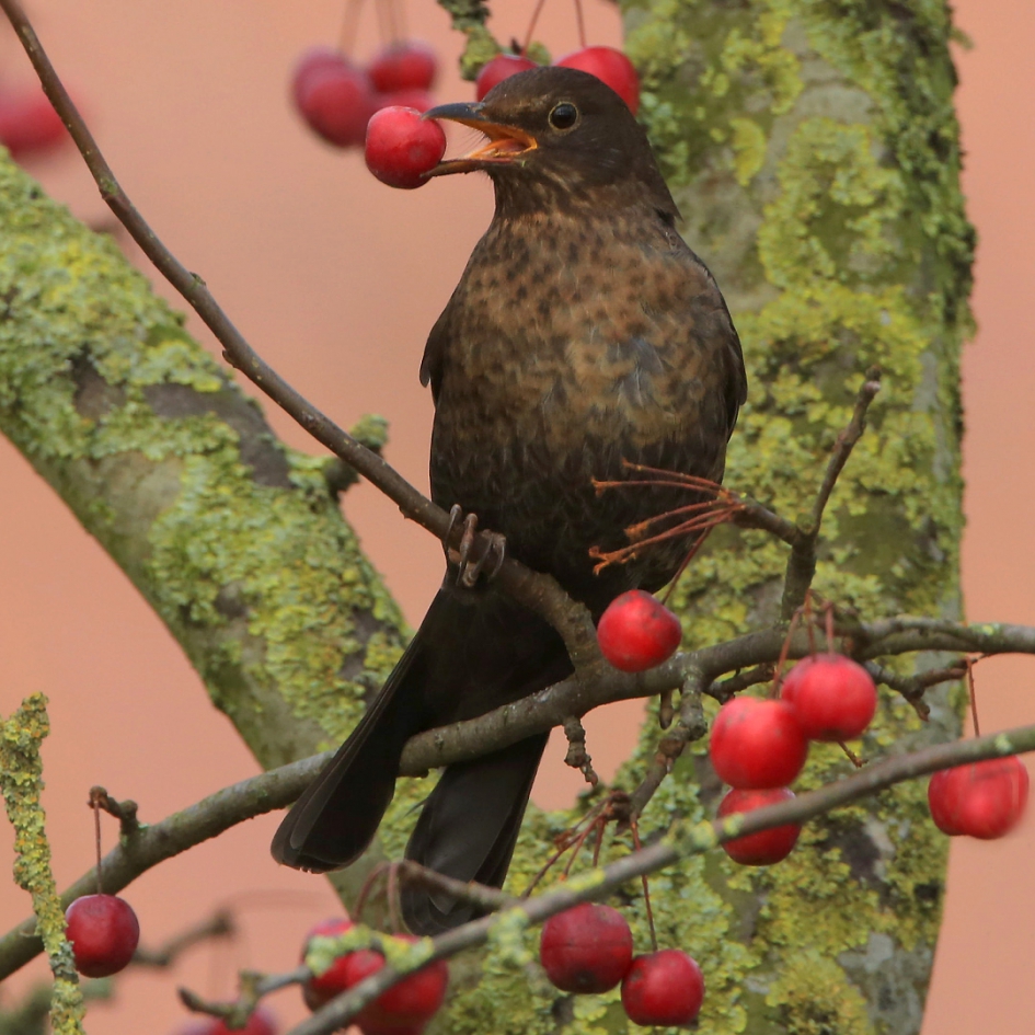 Geen verboden vruchten ... - Vogels - Merel