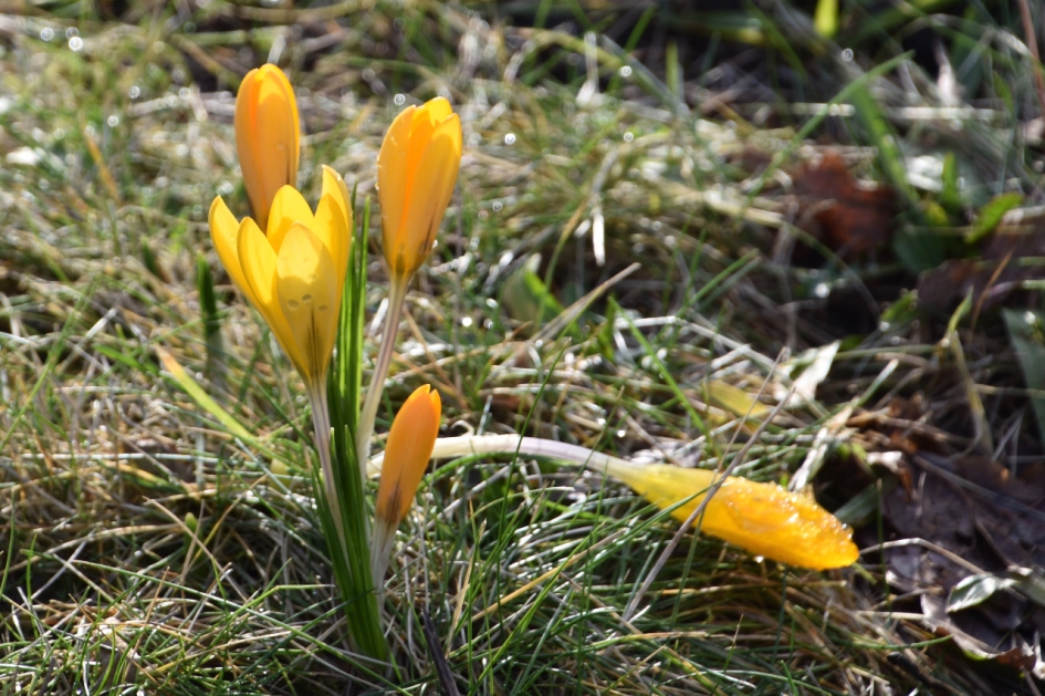 Gele krokussen - Planten - 