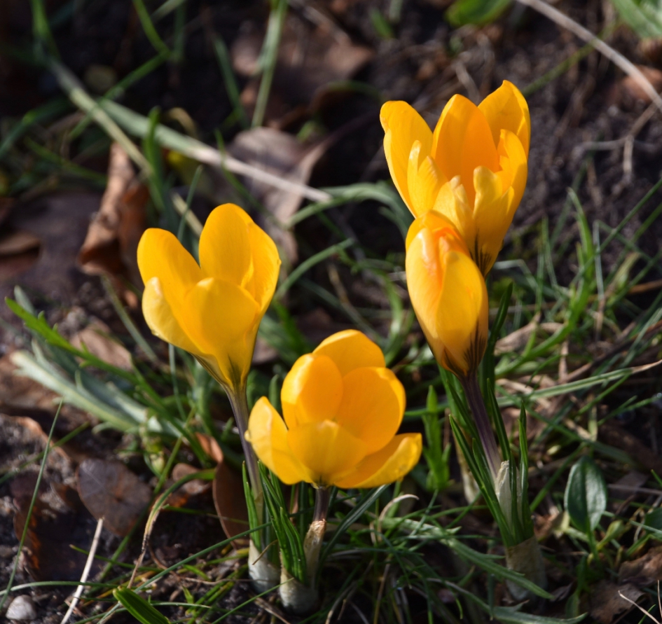 Gele krokusssen - Planten - 