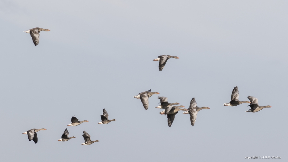 Gemengde vlucht - Vogels - Grauwe gans/ Kolgans