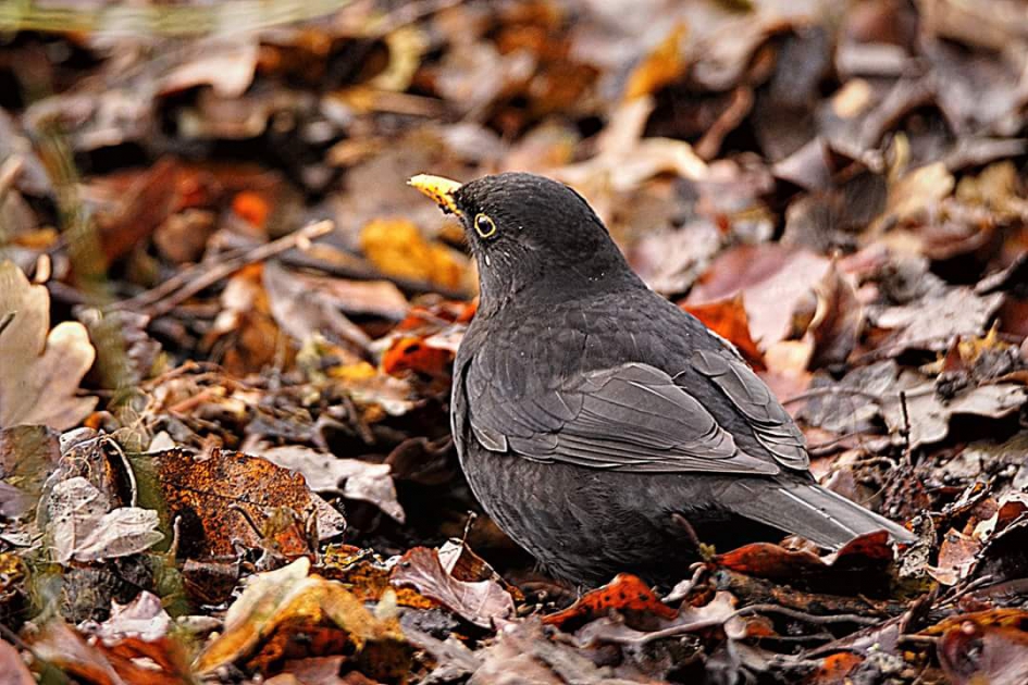 Genieten - Vogels - Merel