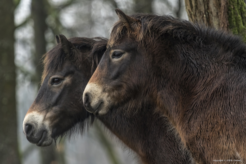 Genieten - Zoogdieren - Exmoorpony