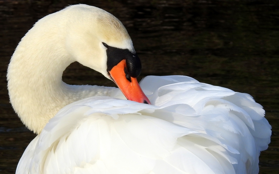 Genieten van de zon - Vogels - Knobbelzwaan
