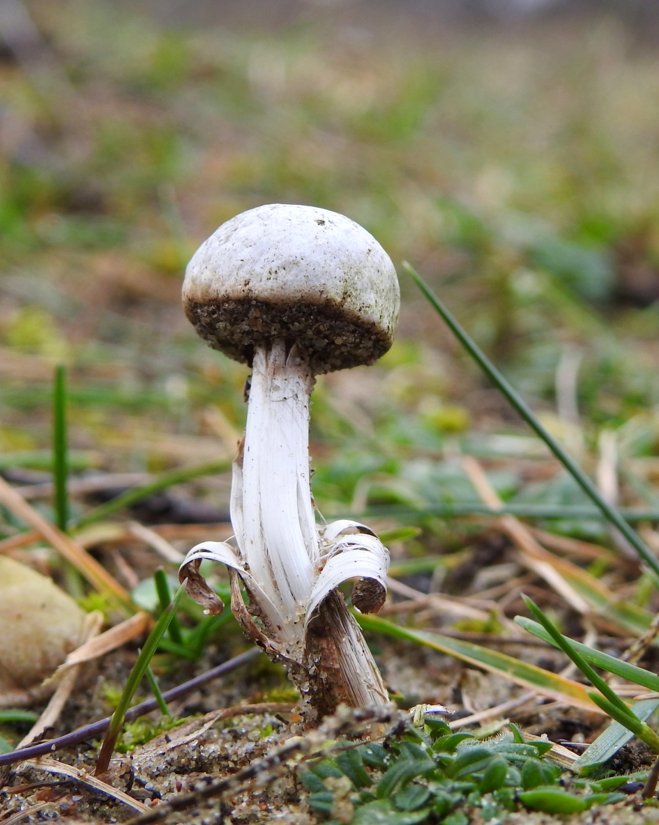 Gepelde steel - Schimmels - Gesteelde stuifbal