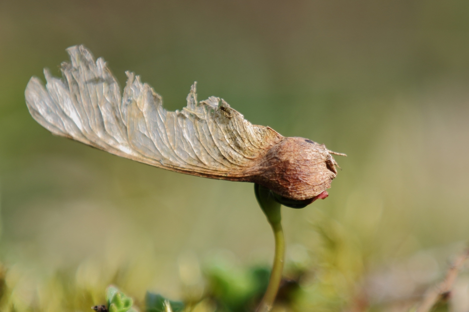 gewone esdoorn - Planten - 