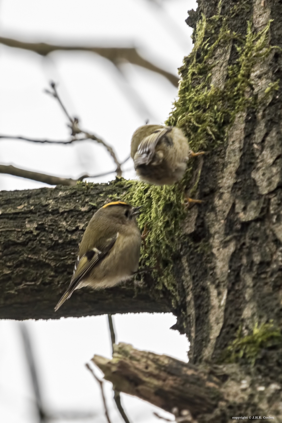 Goedhaantje - Vogels - Goudhaantje