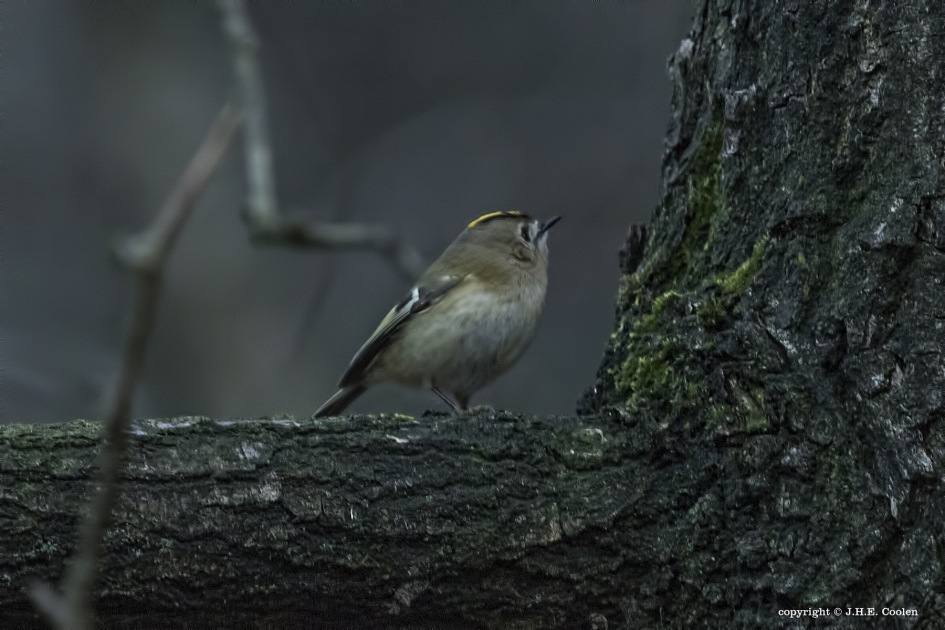 Goudhaantje - Vogels - Goudhaantje
