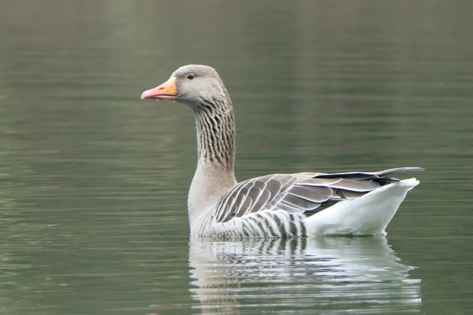 Grauwe gans - Vogels - Grauwe gans