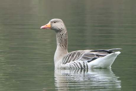 Grauwe gans