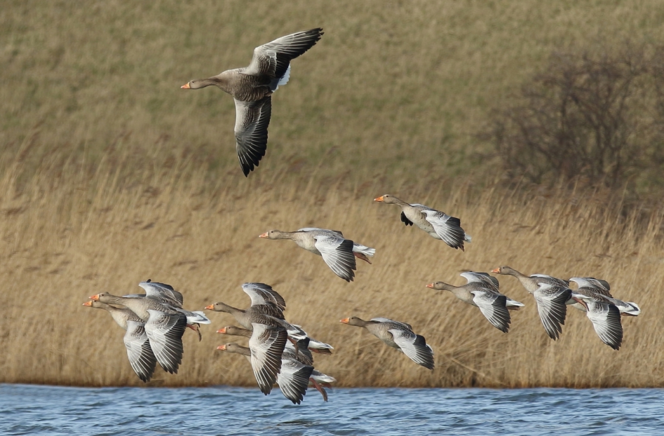 grauwe ganzen - Vogels - 