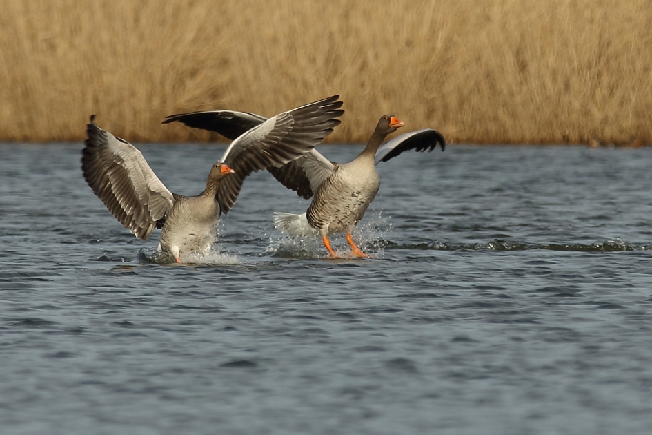 grauwe ganzen - Vogels - 