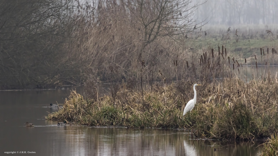 Grauwe ochtend - Weer en landschap - 