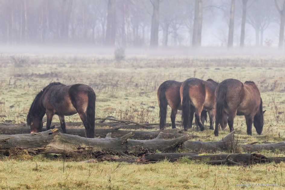 Grazen.... - Zoogdieren - Exmoorpony