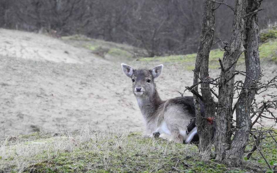 Grijs met een vleugje groen - Zoogdieren - Damhert