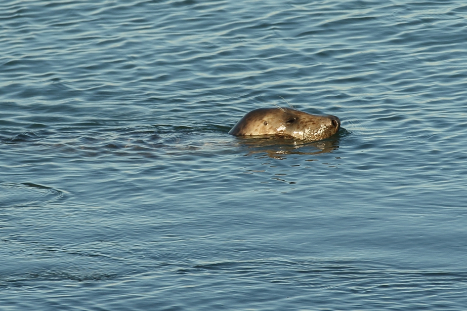 grijze zeehond - Zoogdieren - 