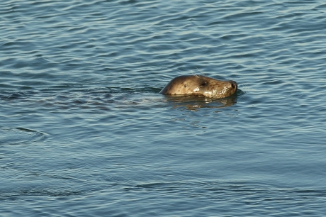 grijze zeehond