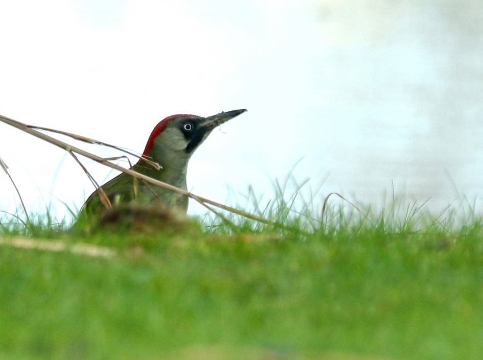 groene specht - Vogels - 