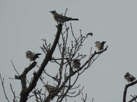 Groep kramsvogels op de Sallandse heuvelrug
