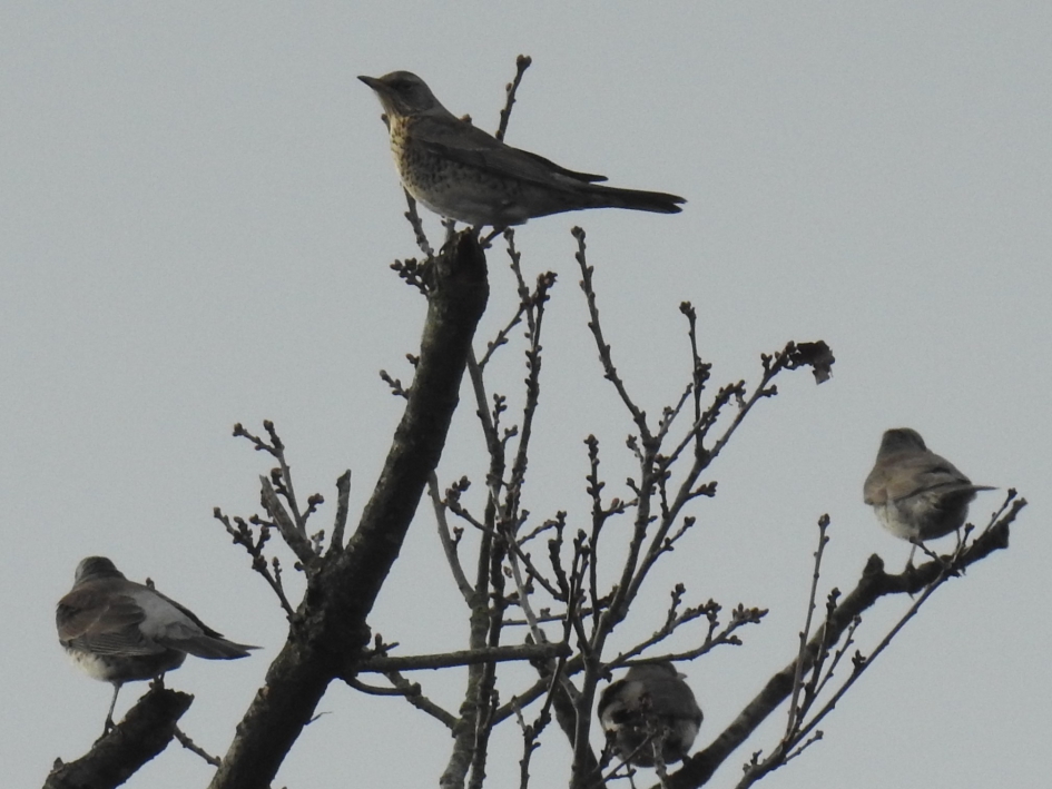 Groep kramsvogels rust uit in de bomen. - Vogels - Kramsvogel