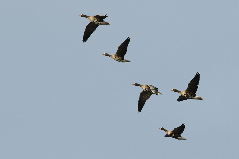 groepje kolganzen - Vogels - 