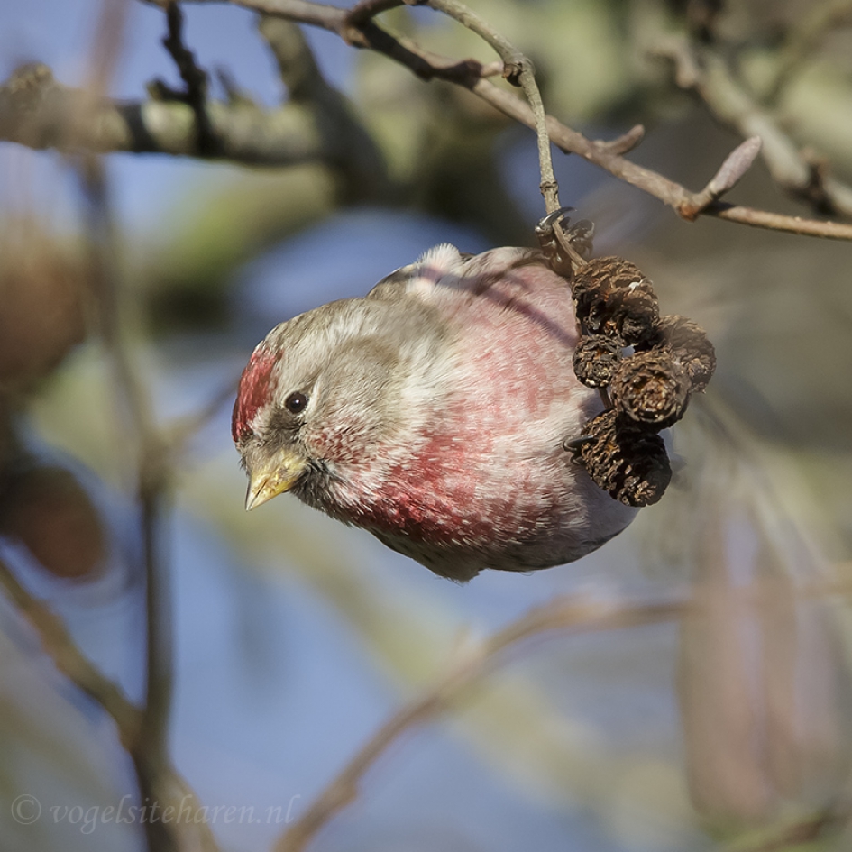 grote barmsijs in els - Vogels - grote barmsijs