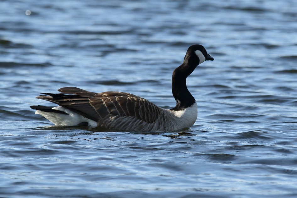 grote Canadese gans met een deukje - Vogels - 