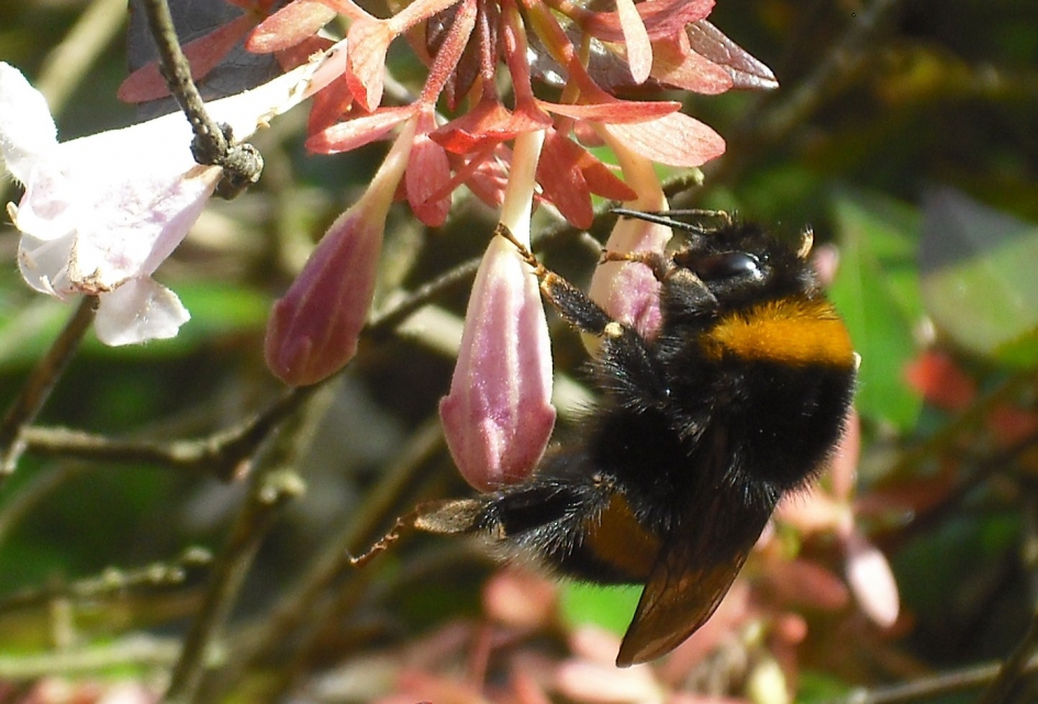 Grote Hommel - Geleedpotigen - Aardhommel