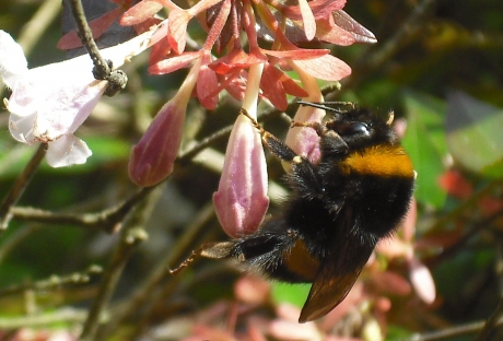 Grote Hommel
