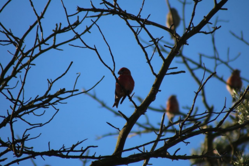 Grote kruisbek op zijn gemak - Vogels - Grote Kruisbek