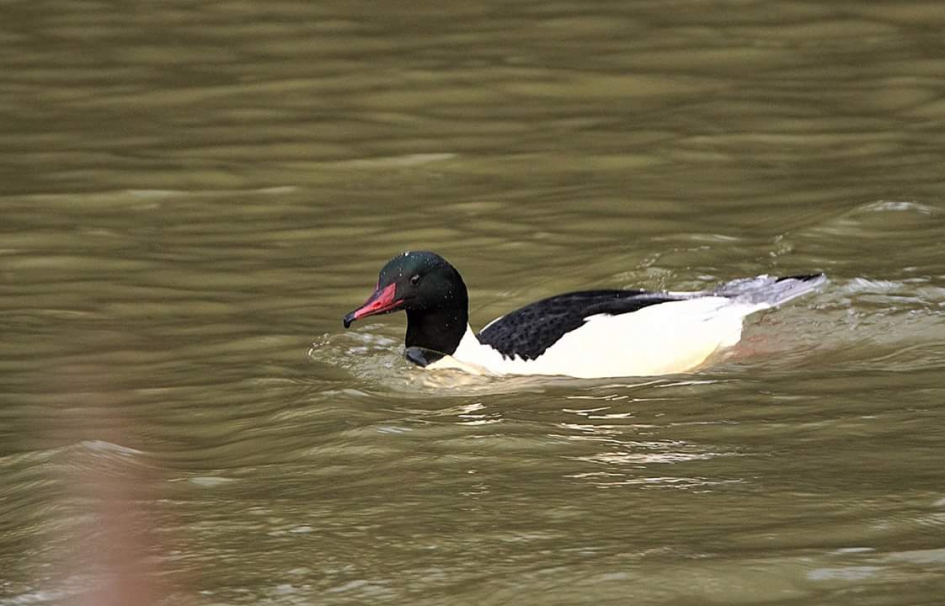 Grote zaagbek - Vogels - Grotezaagbek