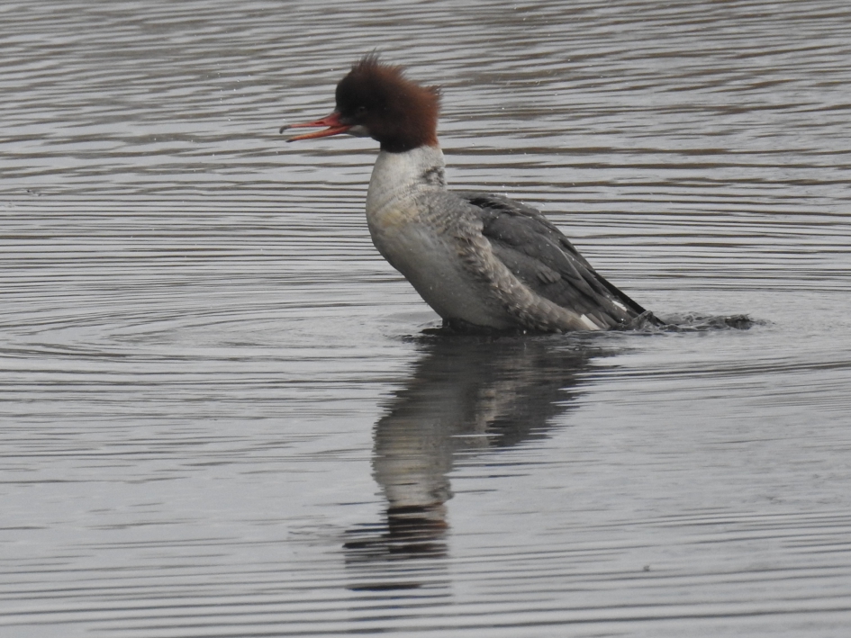 Grote zaagbek richt zich op. - Vogels - Grote zaagbek